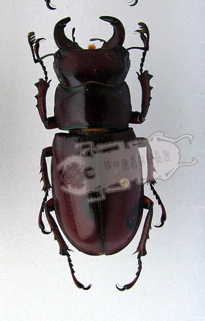 Genus Lucanus the online insect musuem